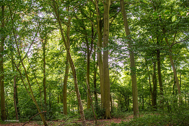 209/365. Trees in Captains Wood