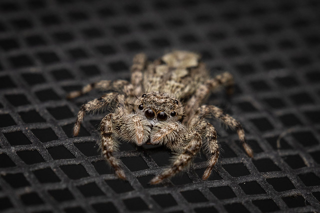 Small jumping spider