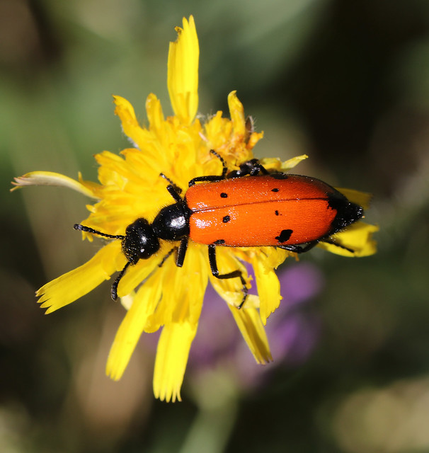 Four-spotted Blisterbeetle