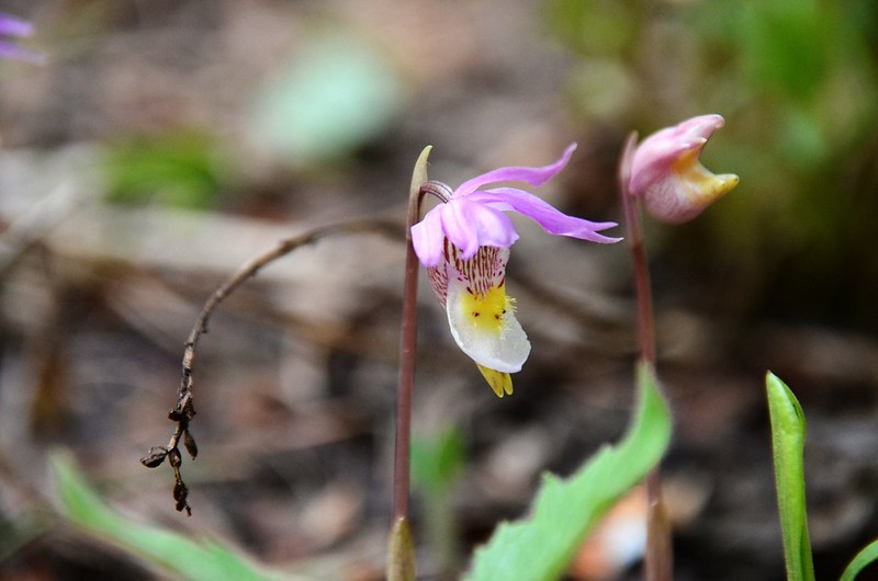 Calypso Orchid (Fairy Slipper Orchid) (4)