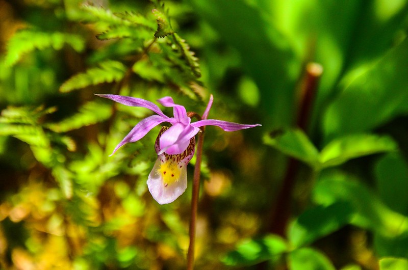 Calypso Orchid (Fairy Slipper Orchid) (5)