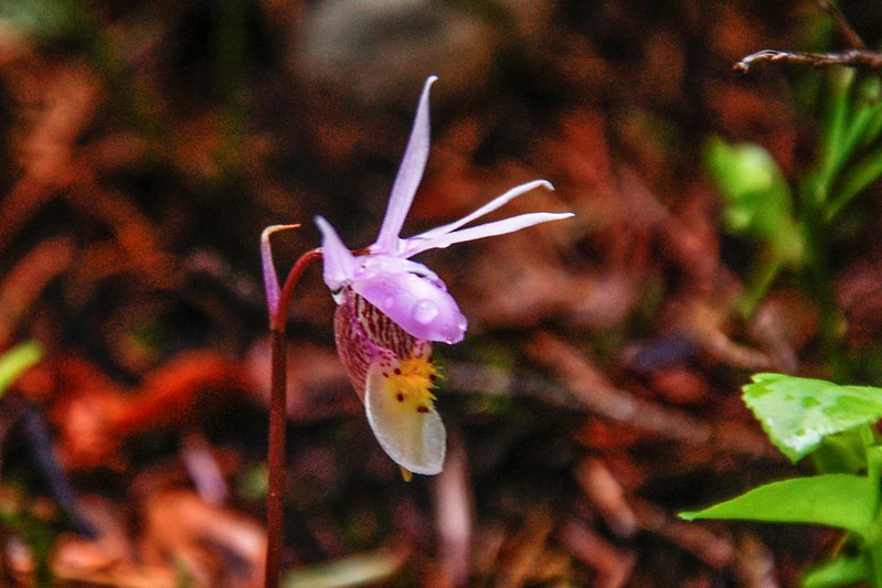 Calypso Orchid (Fairy Slipper Orchid) (1)