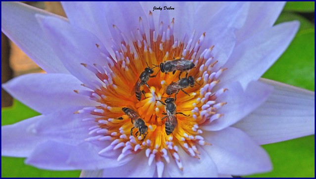busy bees….