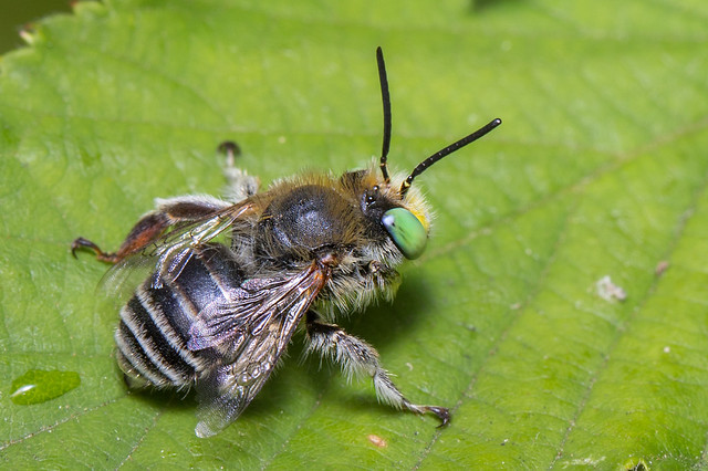 Green-eyed flower bee (Anthophora bimaculata)
