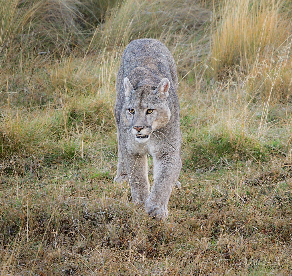 Puma On The Prowl