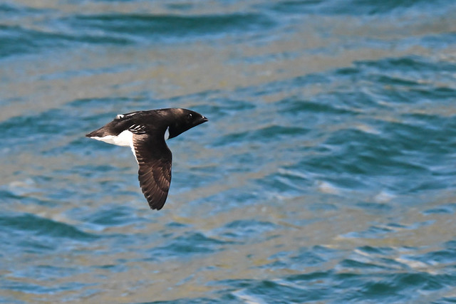 Little Auk