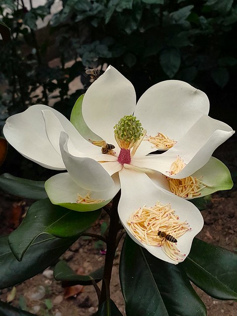 Magnolia Grandiflora - bees bath 1