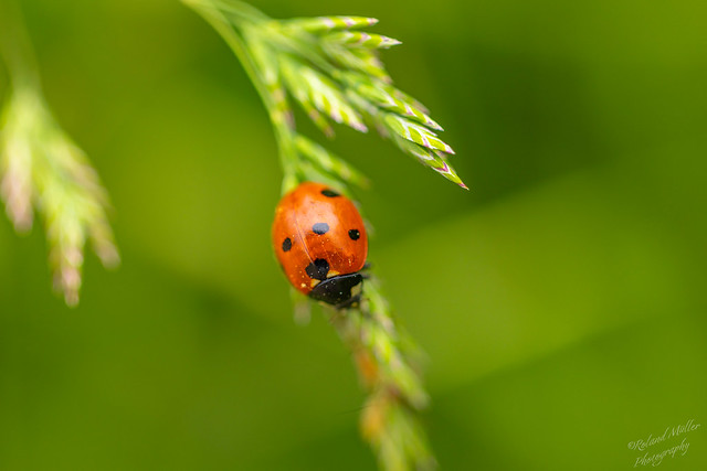 Im Garten und in der Natur: Ein Siebenpunkt Marienkäfer
