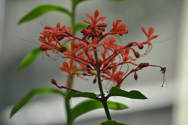 Red Glorybower and flying filaments