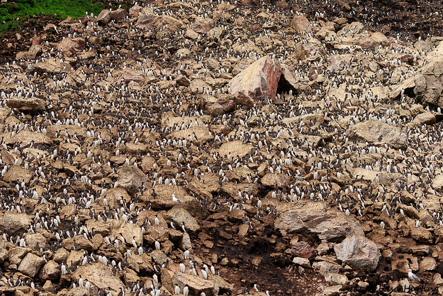 Common Murres at breeding colony (Uria aalge) - Grand Colombier, St. Pierre and Miquelon, FR