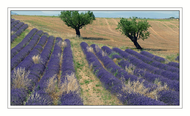 La lavande, l'or bleu provençal - Lavender, Provençal blue gold