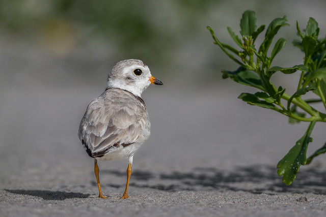 Piping Plover (juvenille)