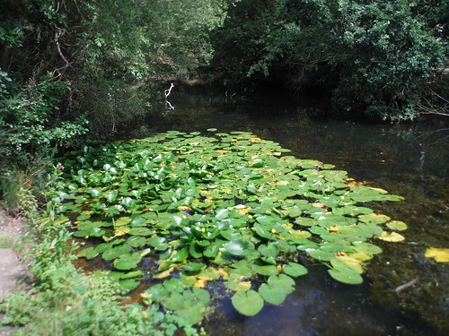 Brewer's Pond, Stanmore Common SWC Short Walk 56 - Stanmore Circular