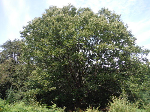 Magnificent tree, Stanmore Common SWC Short Walk 56 - Stanmore Circular