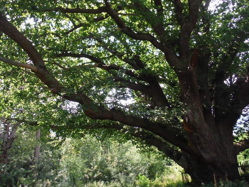 The Master Oak, Bentley Priory Nature Reserve SWC Short Walk 56 - Stanmore Circular