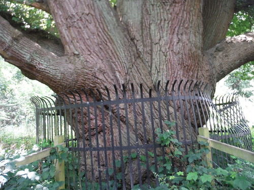 The Fence around the girth of the Master Oak, Bentley Priory Nature Reserve SWC Short Walk 56 - Stanmore Circular