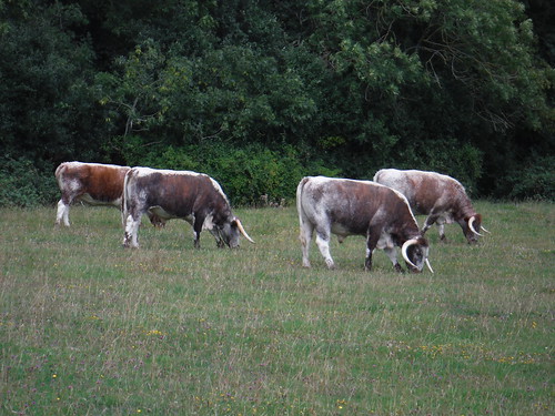 Longhorn Cattle in Old Lodge Meadow SWC Short Walk 56 - Stanmore Circular