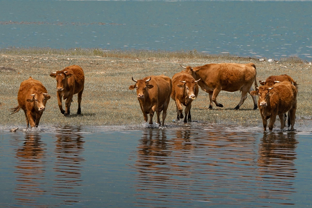 Water Cattle