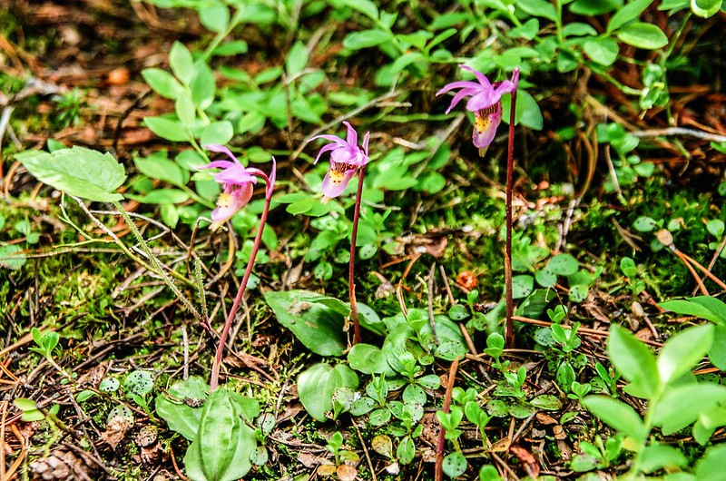 Calypso Orchid (Fairy Slipper Orchid) (2)