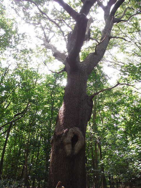 Tree in Cloisters Wood SWC Short Walk 56 - Stanmore Circular
