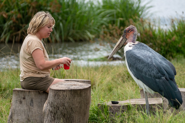 Ngorongoro Crater, Tanzania - March 12, 2023: A Marabou Stork bird (defocused), harrasses a woman tourists while she is drinking a beverage while on safari
