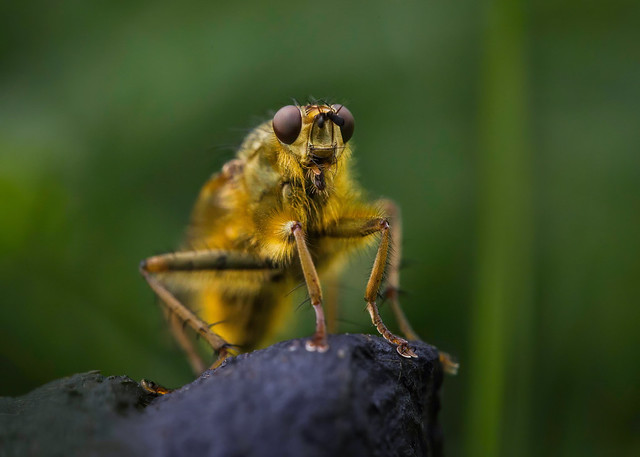 Tortoise Dung Fly