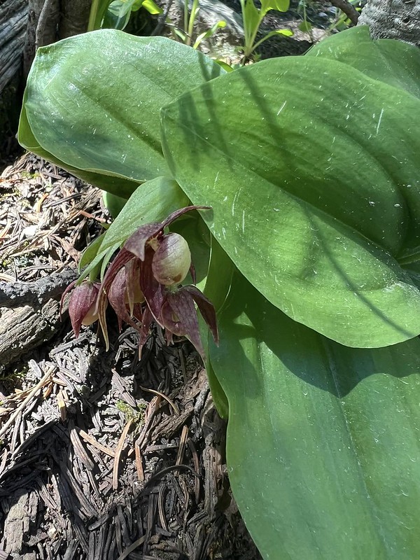 Clustered Lady’s Slipper at blooming (2)