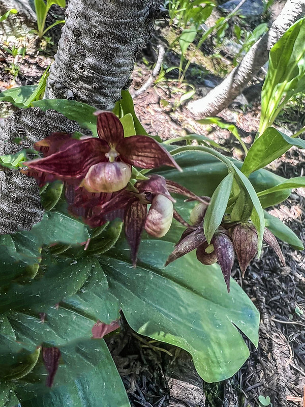 Clustered Lady’s Slipper at blooming (3)