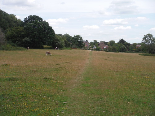 Old Lodge Meadow with Longhorn Cattle SWC Short Walk 56 - Stanmore Circular