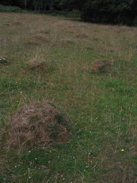 Raised nests of the yellow meadow ants SWC Short Walk 56 - Stanmore Circular