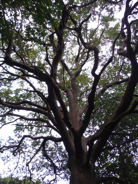 Old Oak Tree in Cloisters Wood SWC Short Walk 56 - Stanmore Circular