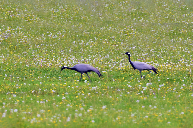 A pair of demoiselle cranes in summer wildflowers