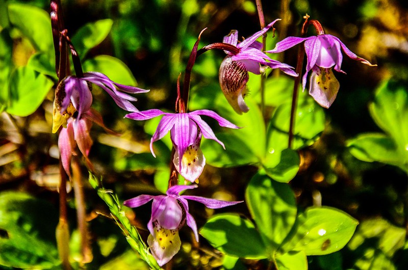 Calypso Orchid (Fairy Slipper Orchid) (3)