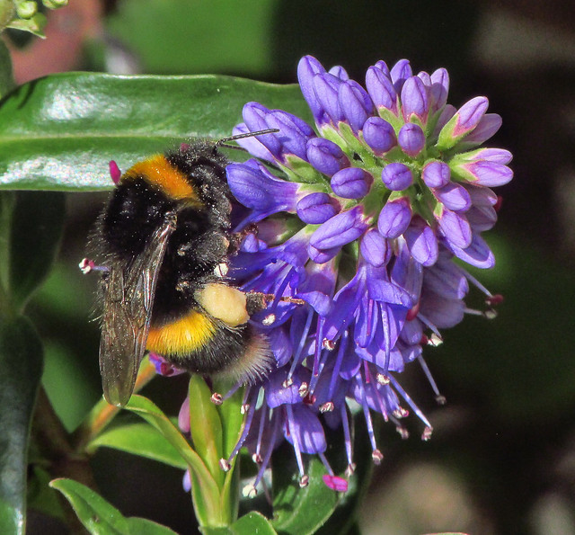 Probably a White-tailed bumblebee (Bombus lucorum) on Hebe Flower 2023-07-12. Aberkenfig, South Wales.