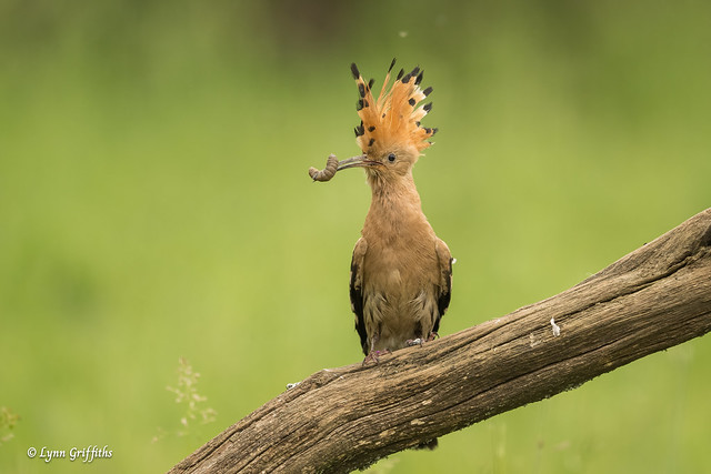 Hoopoe - With lunch for its family 902_9476.jpg