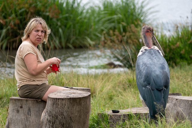 Ngorongoro Crater, Tanzania - March 12, 2023: A Marabou Stork bird (defocused), harrasses a woman tourists while she is drinking a beverage while on safari