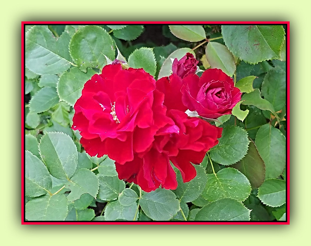 Mom's Red Roses