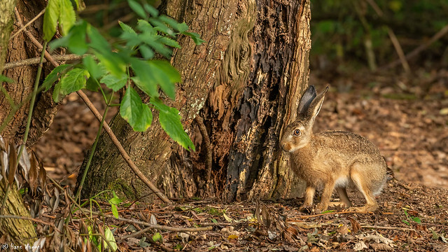 # Wild hare in the forest,.....