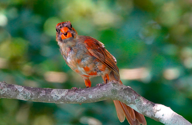 Northern Cardinal, Texas