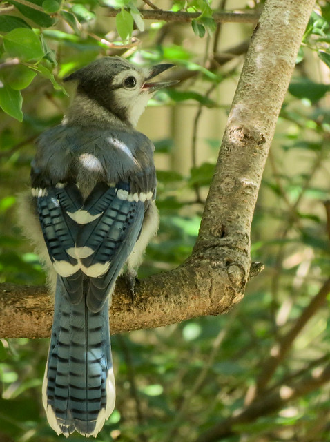 Young Blue Jay
