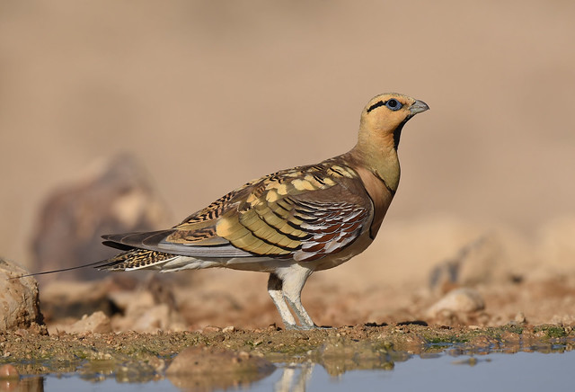 Pin-tailed Sandgrouse - male
