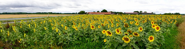 Sonnenblumen-Panorama - Sunflower Panorama