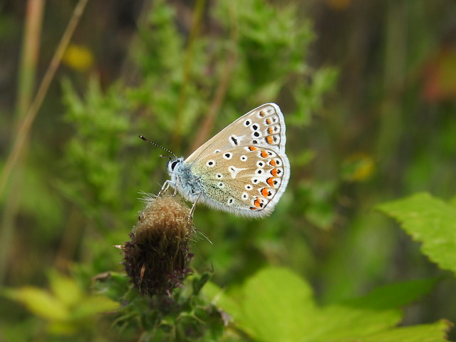 Common Blue Butterfly DSCN0214