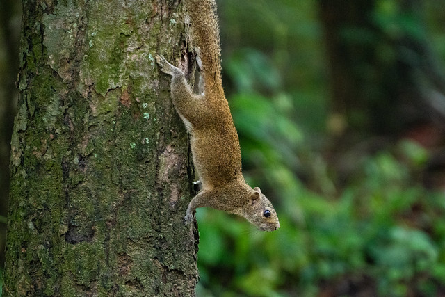 nature and ecosystem: squirrel