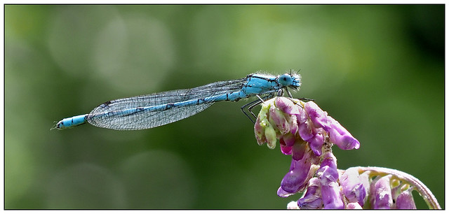 2023-0601 - Common Blue Damselfly, Summer Leys Nature Reserve, Northants.