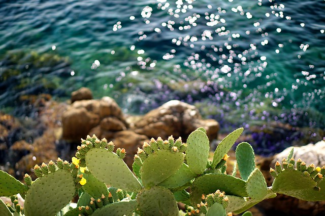 Cacti flowers
