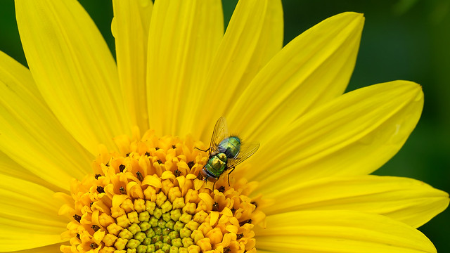 yellow flower with green fly