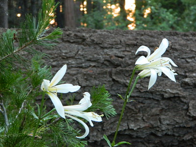 Washingtonian Lily