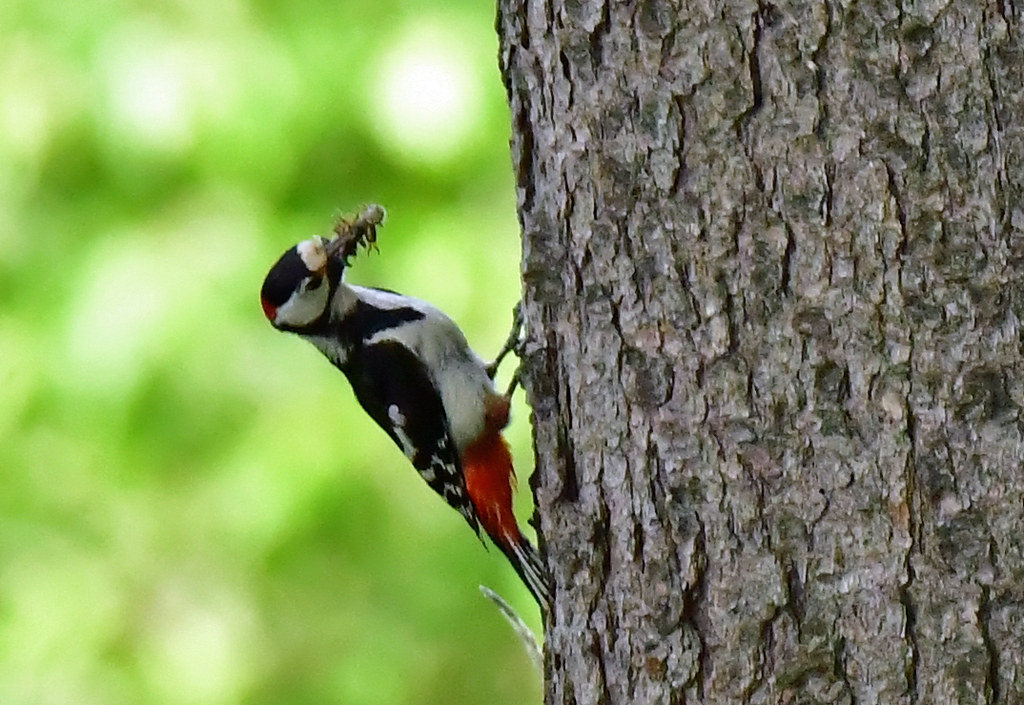 A great spotted woodpecker: a busy father