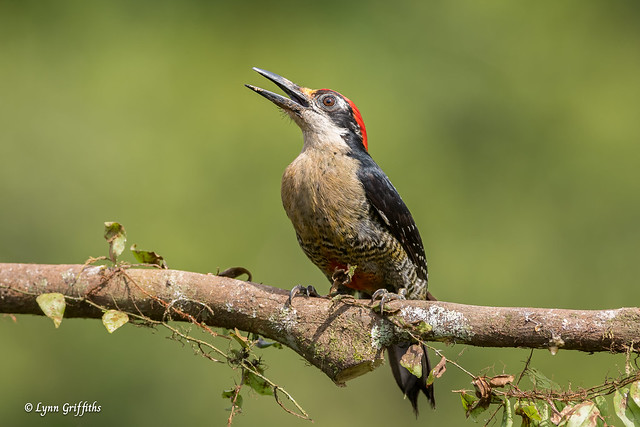 Black-cheeked Woodpecker 851_1660.jpg